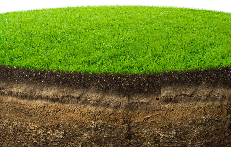 Grass